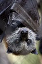 Australian fruit bat Royalty Free Stock Photo