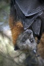 An Australian fruit bat Royalty Free Stock Photo