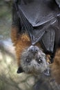 An Australian fruit bat Royalty Free Stock Photo