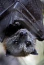 Australian fruit bat Royalty Free Stock Photo