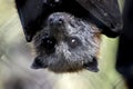 Australian fruit bat Royalty Free Stock Photo