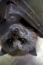 Australian fruit bat Royalty Free Stock Photo