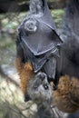 An Australian fruit bat Royalty Free Stock Photo