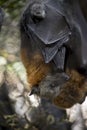 An Australian fruit bat Royalty Free Stock Photo