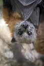 An Australian fruit bat Royalty Free Stock Photo