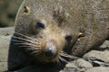 Australian Fur Seal Royalty Free Stock Photo