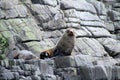 Australian Fur Seal Arctocephalus forsteri Royalty Free Stock Photo