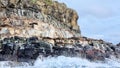 Australian Fur Seal Arctocephalus pusillus doriferus Royalty Free Stock Photo