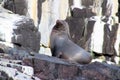 Australian Fur Seal Arctocephalus pusillus doriferus Royalty Free Stock Photo