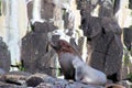 Australian Fur Seal Arctocephalus pusillus doriferus Royalty Free Stock Photo