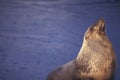 Australian Fur Seal, Arctocephalus pusillus doriferus Royalty Free Stock Photo