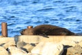 Australian Fur Seal, Arctocephalus pusillus, relaxing Royalty Free Stock Photo