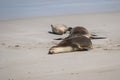Australian fur seal at Seal Bay Conservation Park, Kangaroo Island Royalty Free Stock Photo