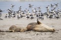 Australian fur seal at Seal Bay Conservation Park, Kangaroo Island Royalty Free Stock Photo