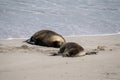 Australian fur seal at Seal Bay Conservation Park, Kangaroo Island Royalty Free Stock Photo