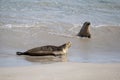 Australian fur seal at Seal Bay Conservation Park, Kangaroo Island Royalty Free Stock Photo