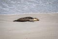 Australian fur seal at Seal Bay Conservation Park, Kangaroo Island Royalty Free Stock Photo