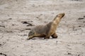 Australian fur seal at Seal Bay Conservation Park, Kangaroo Island Royalty Free Stock Photo