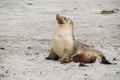 Australian fur seal at Seal Bay Conservation Park, Kangaroo Island Royalty Free Stock Photo