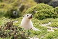 Australian fur seal at Seal Bay Conservation Park, Kangaroo Island Royalty Free Stock Photo