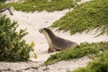 Australian fur seal at Seal Bay Conservation Park, Kangaroo Island Royalty Free Stock Photo