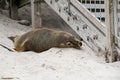 Australian fur seal at Seal Bay Conservation Park, Kangaroo Island Royalty Free Stock Photo