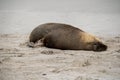 Australian fur seal at Seal Bay Conservation Park, Kangaroo Island Royalty Free Stock Photo