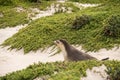 Australian fur seal at Seal Bay Conservation Park, Kangaroo Island Royalty Free Stock Photo