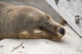 Australian fur seal at Seal Bay Conservation Park, Kangaroo Island Royalty Free Stock Photo