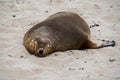 Australian fur seal at Seal Bay Conservation Park, Kangaroo Island Royalty Free Stock Photo