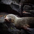 Australian Fur seal colony Royalty Free Stock Photo