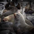 Australian Fur seal colony Royalty Free Stock Photo