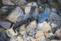 Australian fur seal family sunbathing on Kangaroo Island, South Australia Royalty Free Stock Photo