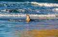 Australasian fur seals frolic and rest on the beach. Otero New Zealand Royalty Free Stock Photo