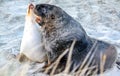 Australasian fur seals frolic and rest on the beach. Otero New Zealand Royalty Free Stock Photo