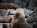 Australian Fur seal colony Royalty Free Stock Photo