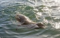 Australian fur seal off the coast of Tasmania. Royalty Free Stock Photo