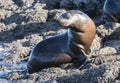 Australian fur seal pup. Royalty Free Stock Photo