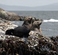 Australian fur seal pups Royalty Free Stock Photo