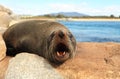 Australian Fur Seal says G'day Royalty Free Stock Photo