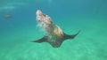 Australian fur seal in slow motion underwater HD. Pinnipedia. pusillus doriferus