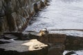 Australian fur seal sunbathing Royalty Free Stock Photo