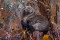 Australian fur seal in Tasmania, Australia