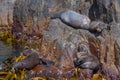 Australian fur seal in Tasmania, Australia