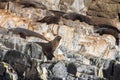 Australian Fur Seals Sunbathing At The Friars Near Bruny Island