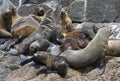 Australian fur seals, Tasmania, Australia Royalty Free Stock Photo