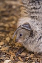 Quokka mom and baby in the pouch