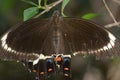 Australian Fuscous Swallowtail Butterfly Papilio fuscus