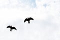 Silhouette of a pair of Australian Galahs (Eolophus roseicapilla) in flight in Sydney