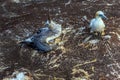The Australian gannet feeds the chick Royalty Free Stock Photo